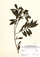 藏品(銳葉柃木)的圖片